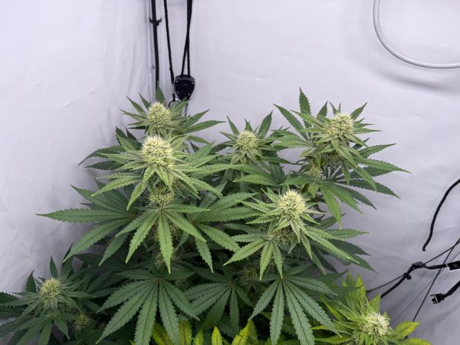 Raspberry Parfait #2025. Week 10 - Day #70 F#32