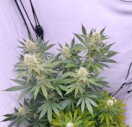 Raspberry Parfait #2025. Week 10 - Day #70 F#32