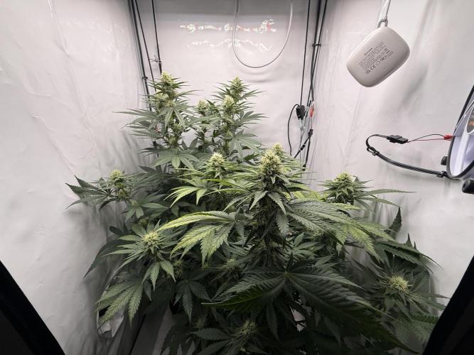 Raspberry Parfait #2025. Week 10 - Day #70 F#32