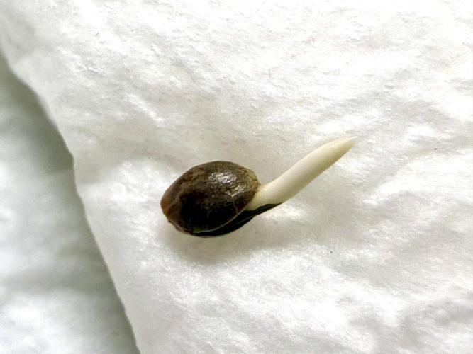 Pistachio #2025. Week 0 - Day #02 #1