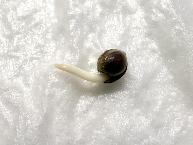 Orange Creampop #2025. Week 0 - Day #02