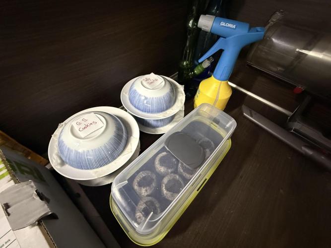 Orange Creampop #2025. Week 0 - Day #02