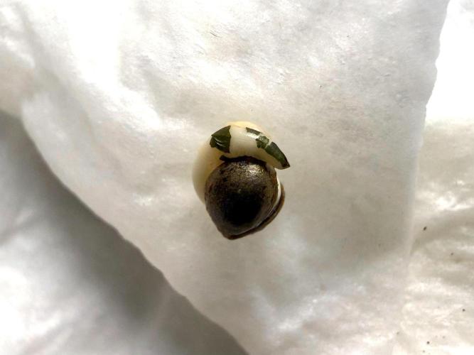 G.S. Cookies #2025. Week 0 - Day #02