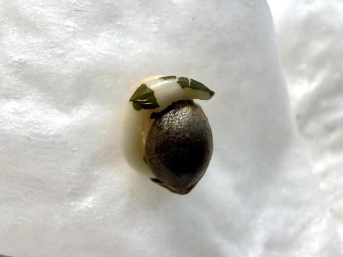 G.S. Cookies #2025. Week 0 - Day #02