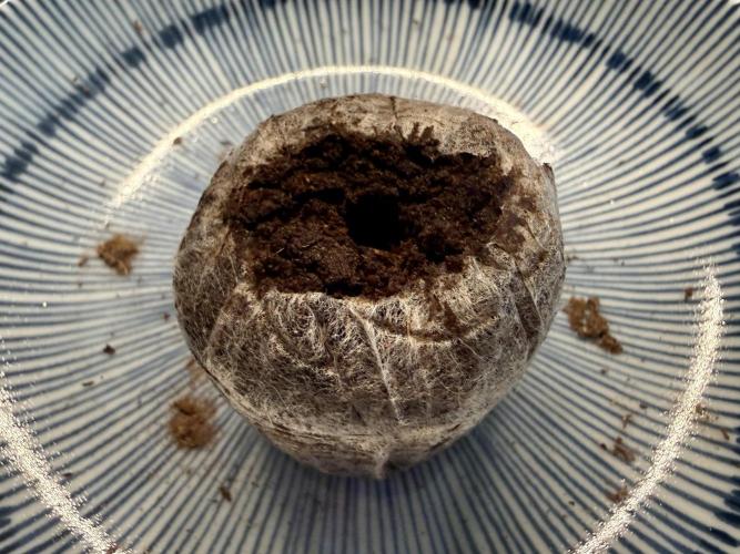 G.S. Cookies #2025. Week 0 - Day #02