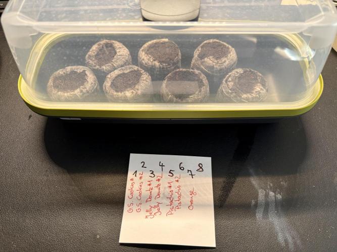 G.S. Cookies #2025. Week 0 - Day #02