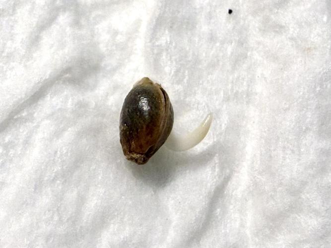 Jelly Donutz #2025. Week 0 - Day #02 #1