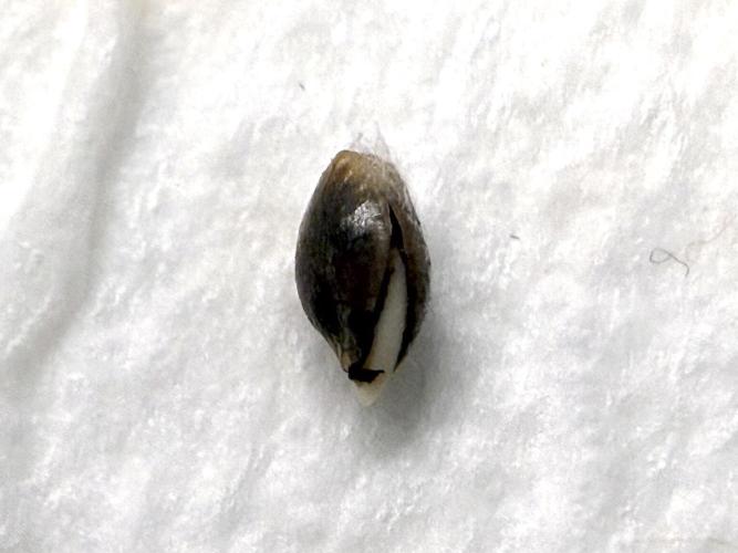 Jelly Donutz #2025. Week 0 - Day #02 #2