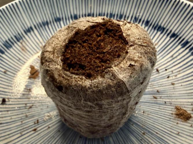 Jelly Donutz #2025. Week 0 - Day #02