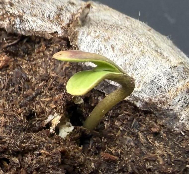 Orange Creampop #2025. Week 1 - Day #04