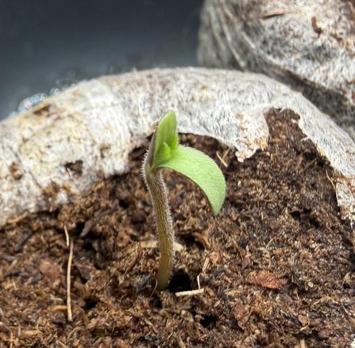 G.S. Cookies #2025. Week 1 - Day #04 #1