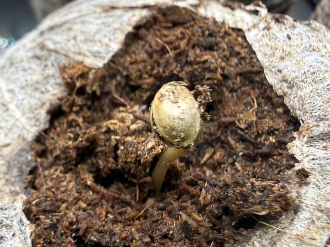 Jelly Donutz #2025. Week 1 - Day #04 #1