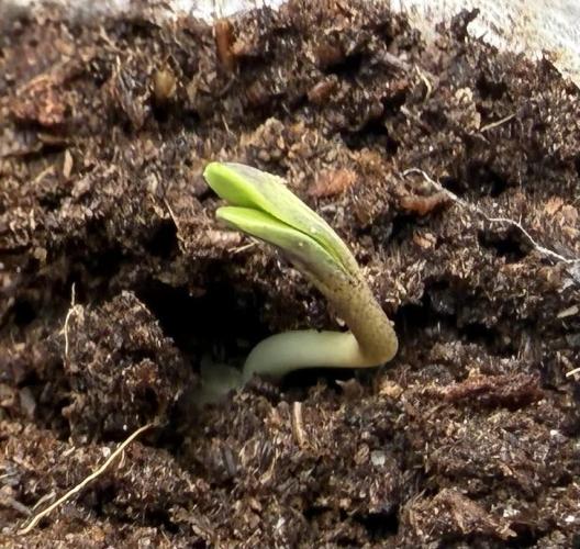 Pistachio #2025. Week 1 - Day #04 #1