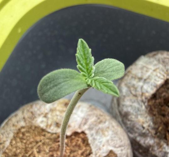 G.S. Cookies #2025. Week 1 - Day #06 #1