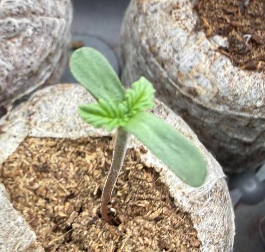 Jelly Donutz #2025. Week 1 - Day #06 #1