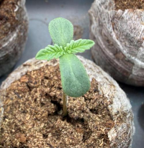 Pistachio #2025. Week 1 - Day #06 #1