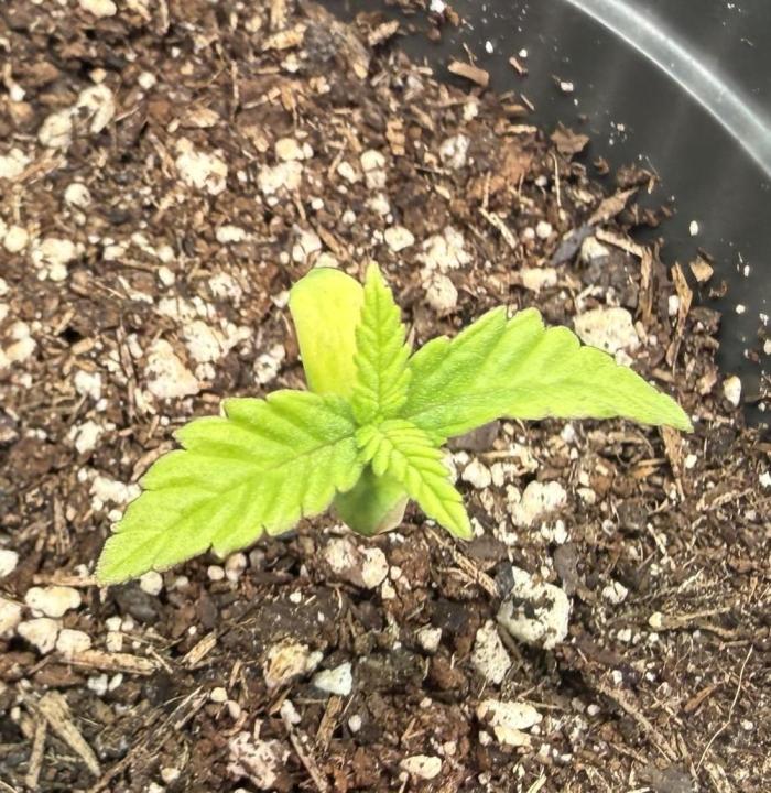 Blueberry Cupcake #2025. Week 3