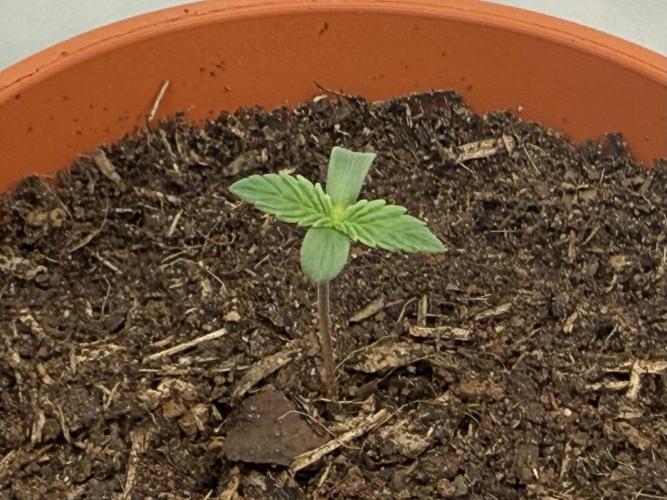 G.S. Cookies #2025. Week 1 - Day #08 #1