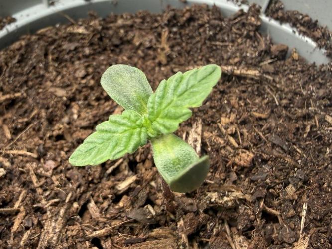 G.S. Cookies #2025. Week 1 - Day #08 #2