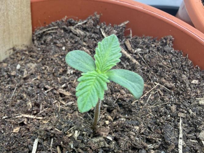 Pistachio #2025. Week 1 - Day #08 #1