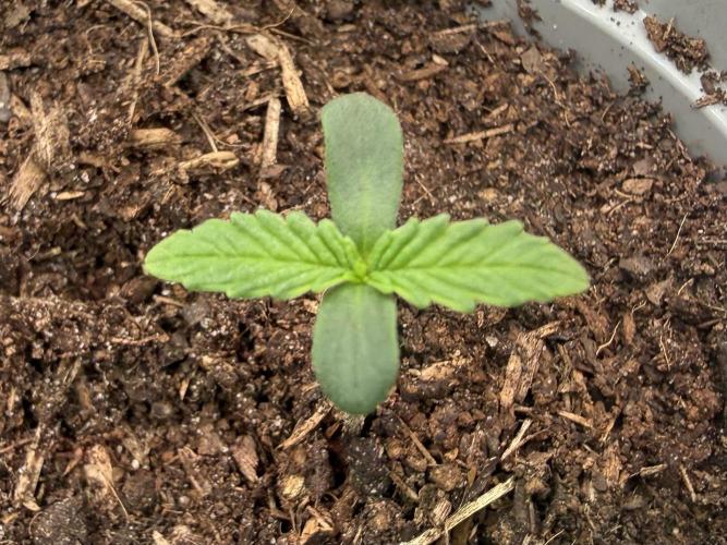 Pistachio #2025. Week 1 - Day #08 #2