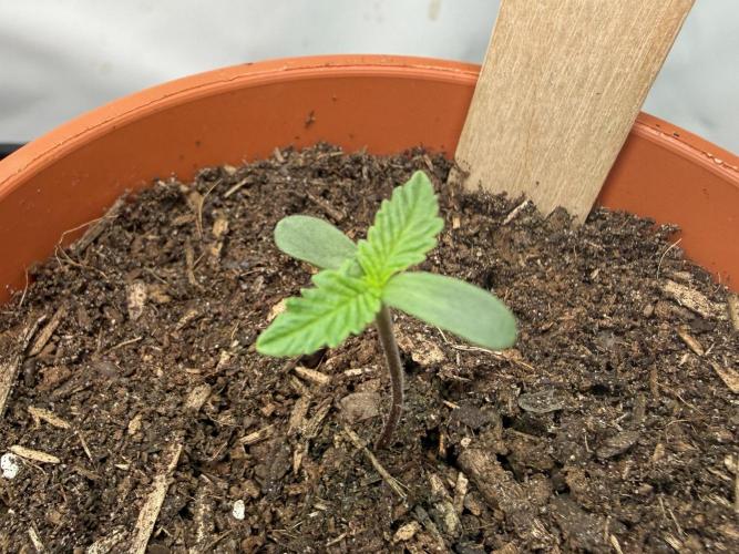 Jelly Donutz #2025. Week 1 - Day #08