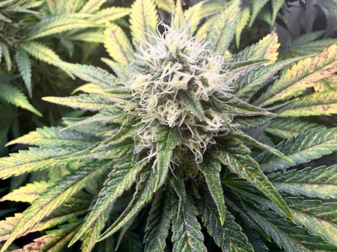 Gorilla Girl #2025. Week 11 - Day #77 F#39