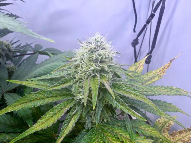 Gorilla Girl #2025. Week 11 - Day #77 F#39