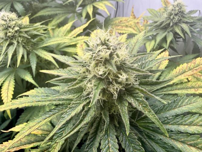 Gorilla Girl #2025. Week 11 - Day #77 F#39