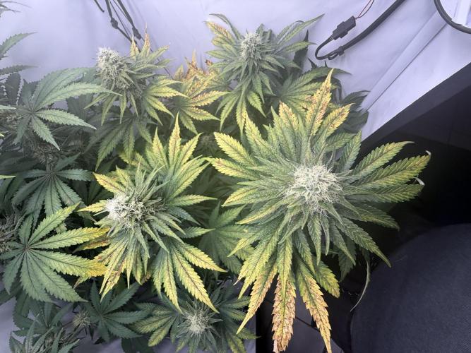 Gorilla Girl #2025. Week 11 - Day #77 F#39