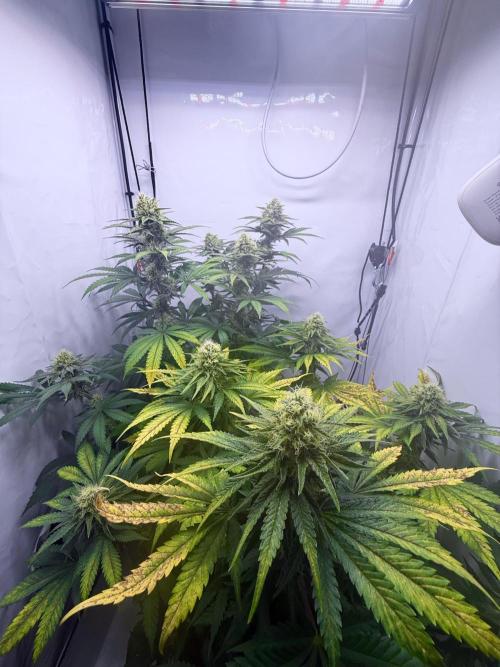 Gorilla Girl #2025. Week 11 - Day #77 F#39