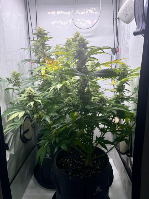 Gorilla Girl #2025. Week 11 - Day #77 F#39