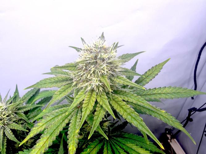 Raspberry Parfait #2025. Week 11 - Day #77 F#39