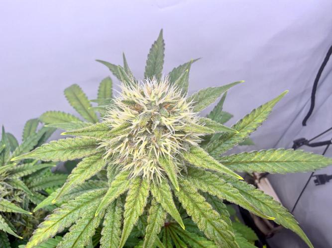 Raspberry Parfait #2025. Week 11 - Day #77 F#39