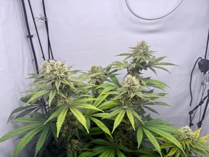 Raspberry Parfait #2025. Week 11 - Day #77 F#39