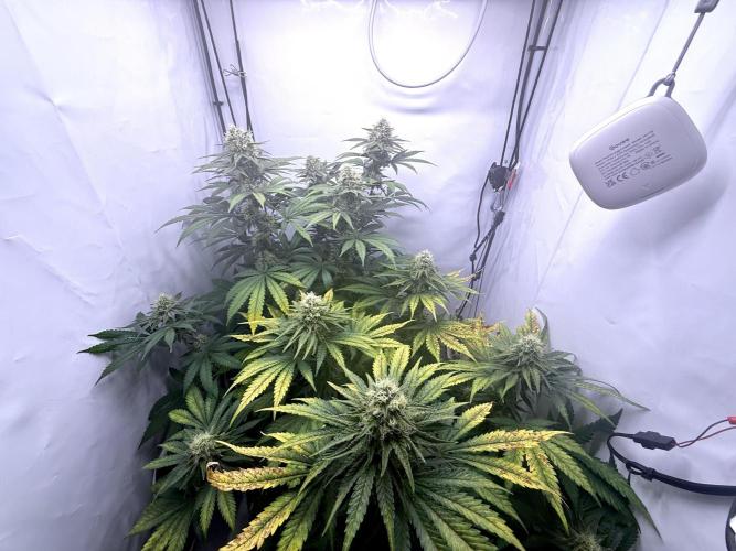 Raspberry Parfait #2025. Week 11 - Day #77 F#39