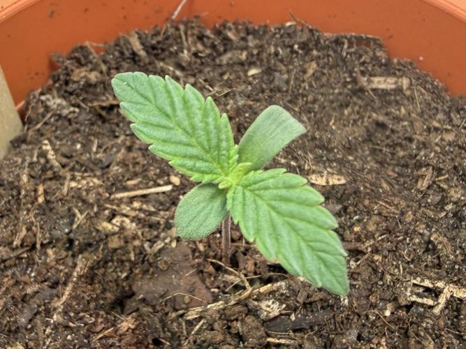 G.S. Cookies #2025. Week 2 - Day #10 #1