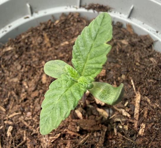 G.S. Cookies #2025. Week 2 - Day #10 #2