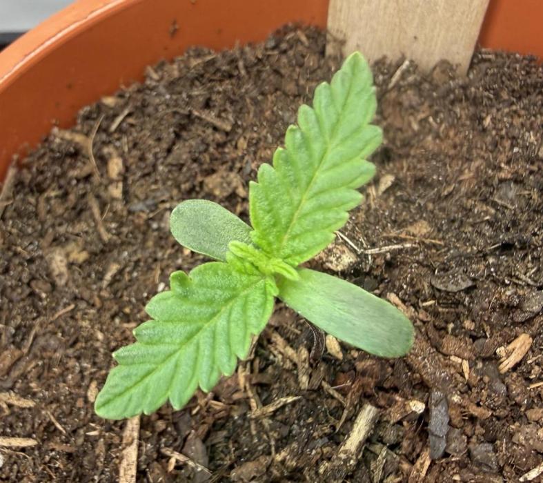 Jelly Donutz #2025. Week 2 - Day #10