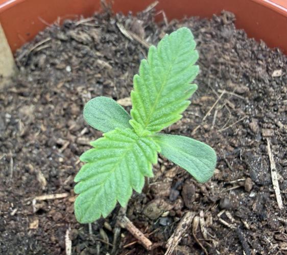 Pistachio #2025. Week 2 - Day #10 #1