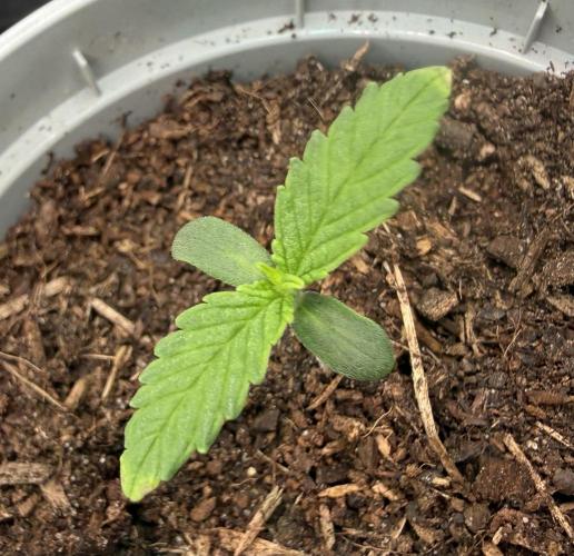 Pistachio #2025. Week 2 - Day #10 #2