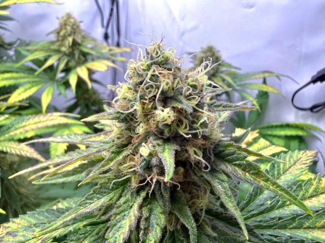 Gorilla Girl #2025. Week 12 - Day #84 F#46