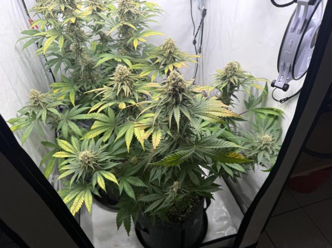 Gorilla Girl #2025. Week 12 - Day #84 F#46