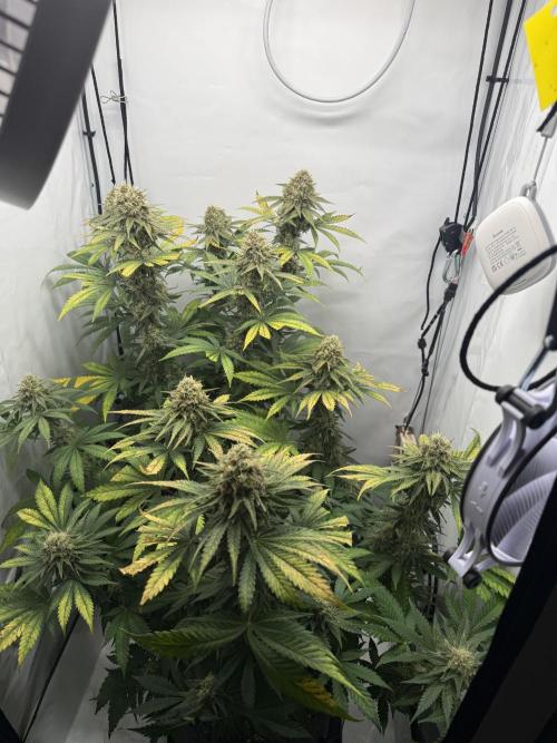 Gorilla Girl #2025. Week 12 - Day #84 F#46