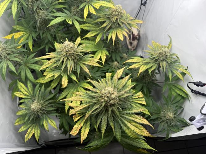 Gorilla Girl #2025. Week 12 - Day #84 F#46