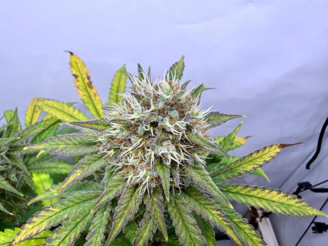 Raspberry Parfait #2025. Week 12 - Day #84 F#46