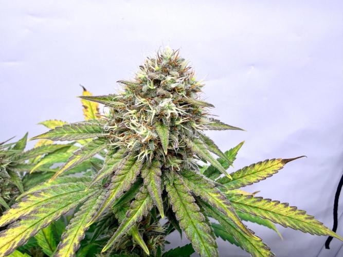 Raspberry Parfait #2025. Week 12 - Day #84 F#46