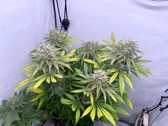 Raspberry Parfait #2025. Week 12 - Day #84 F#46