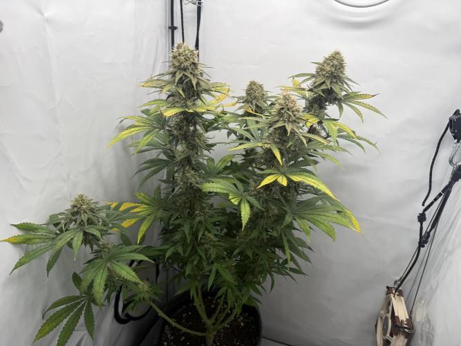 Raspberry Parfait #2025. Week 12 - Day #84 F#46