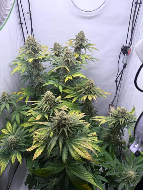 Raspberry Parfait #2025. Week 12 - Day #84 F#46